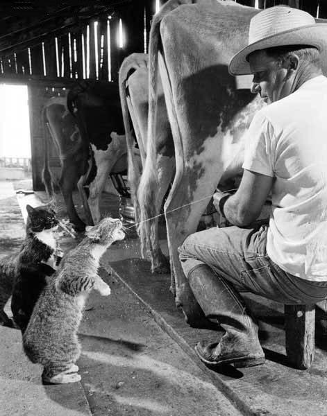 CAT GETS MILK FROM COW